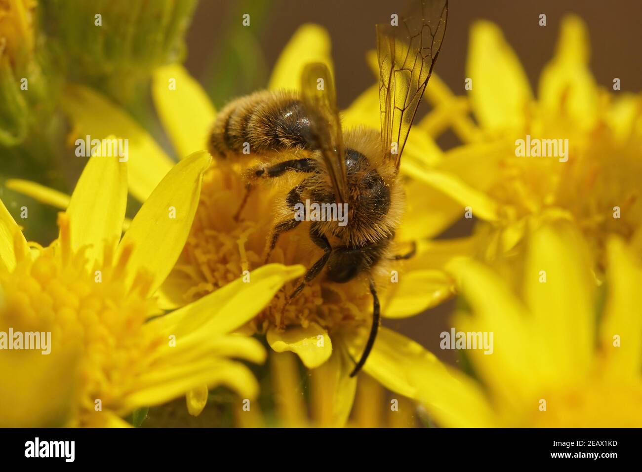 Primo piano di ape mineraria maschile a testa nera , Andrena nigriceps , su fiori gialli Foto Stock
