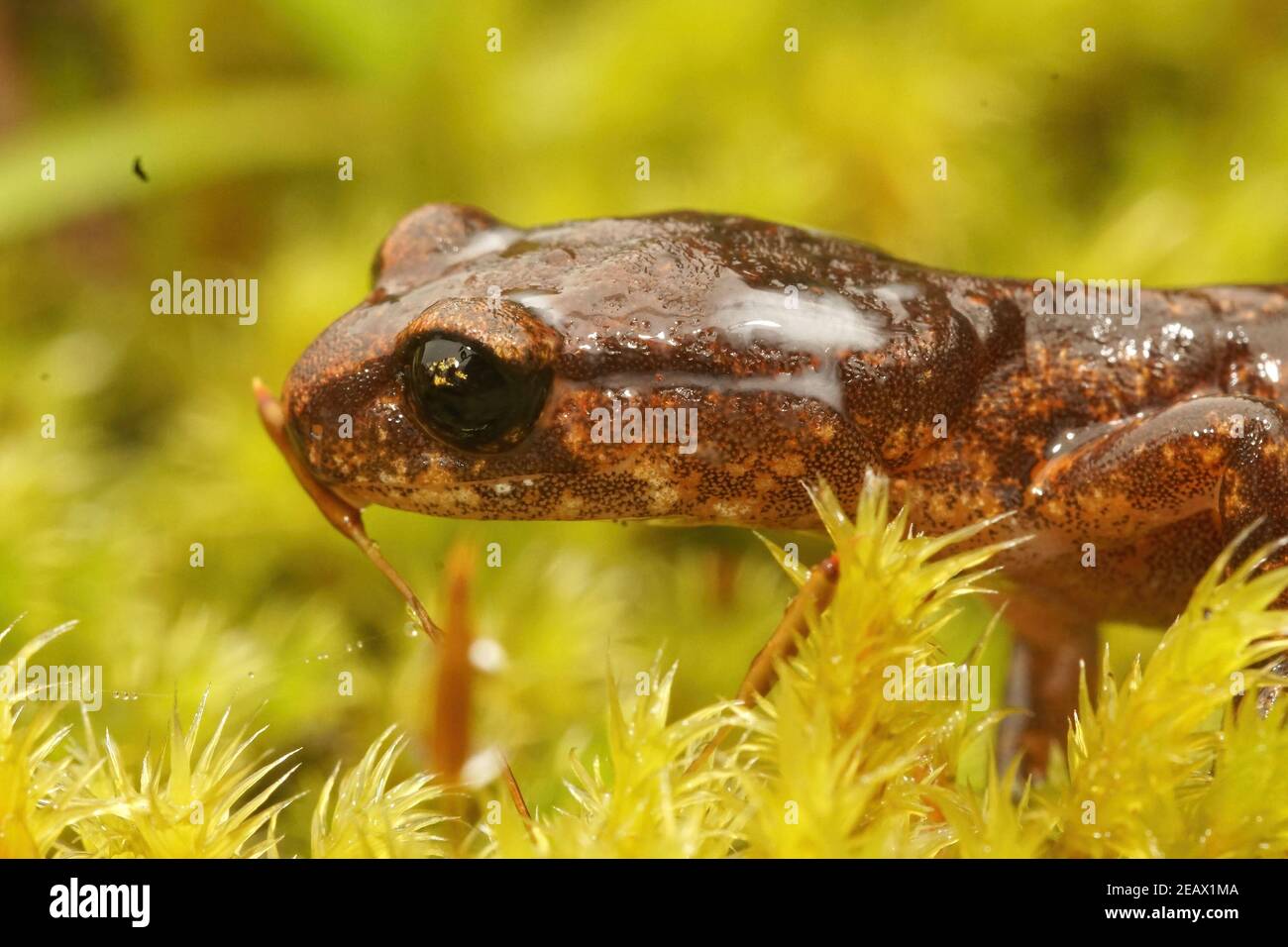 Secrezione di antipredatore lattiginoso dalle ghiandole della testa in un'Ensatina salamandra Foto Stock