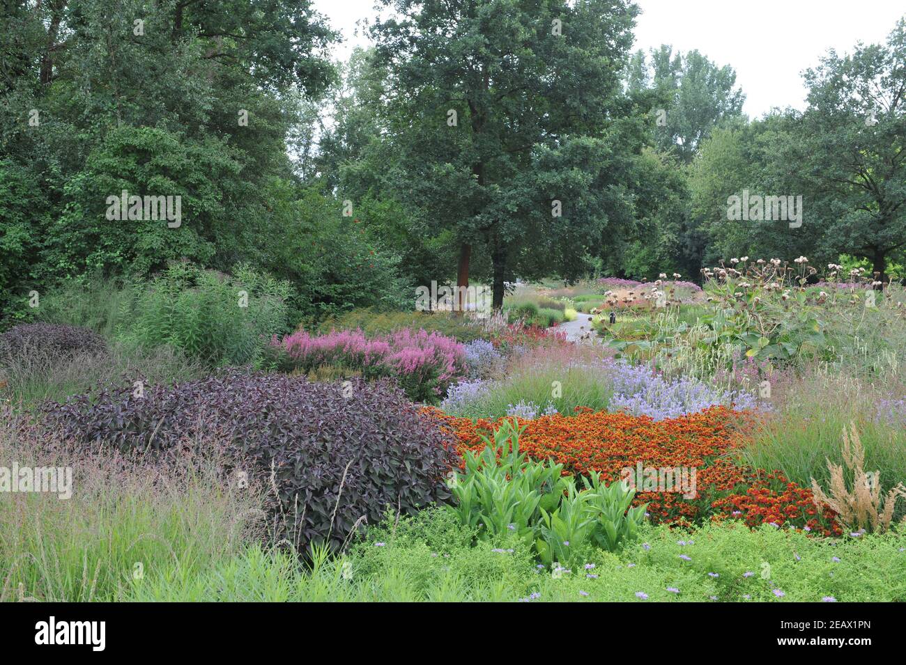 HAMM, GERMANIA - 15 AGOSTO 2015: Impianto in stile prato perenne progettato da Piet Oudolf nel giardino d'arte nel parco pubblico Maximilianpark Foto Stock