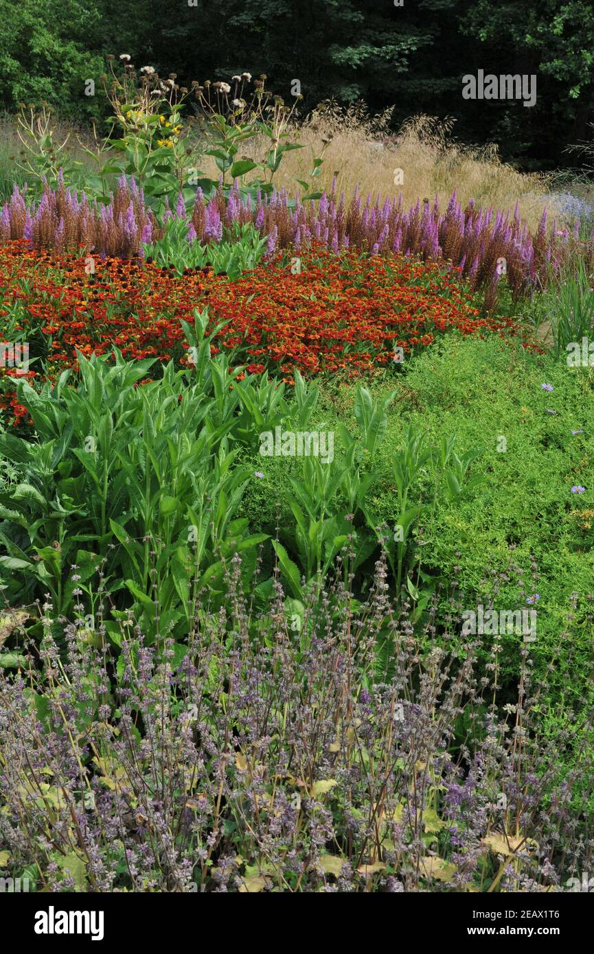 HAMM, GERMANIA - 15 AGOSTO 2015: Impianto in stile prato perenne progettato da Piet Oudolf nel giardino d'arte nel parco pubblico Maximilianpark Foto Stock