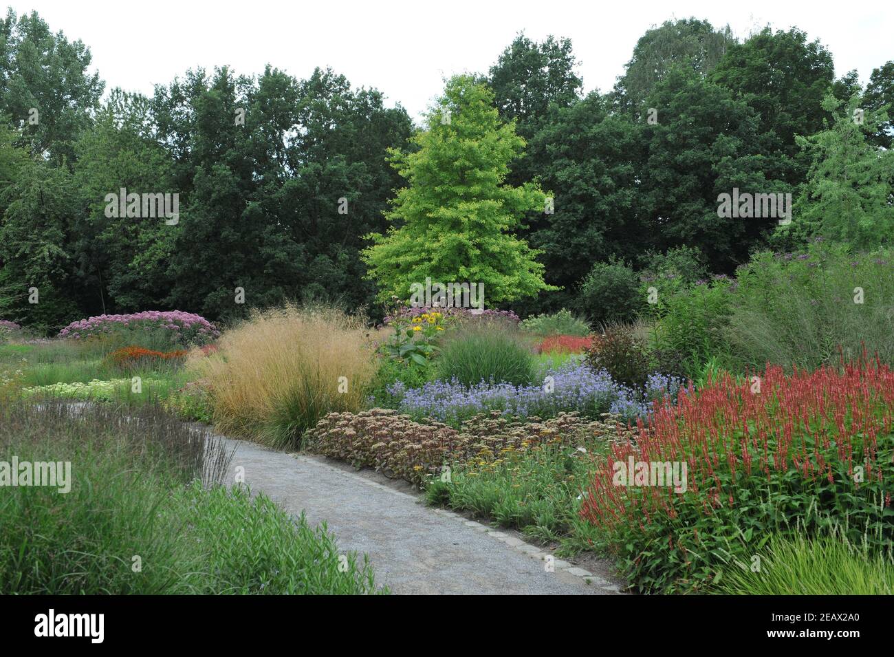 HAMM, GERMANIA - 15 AGOSTO 2015: Impianto in stile prato perenne progettato da Piet Oudolf nel giardino d'arte nel parco pubblico Maximilianpark Foto Stock