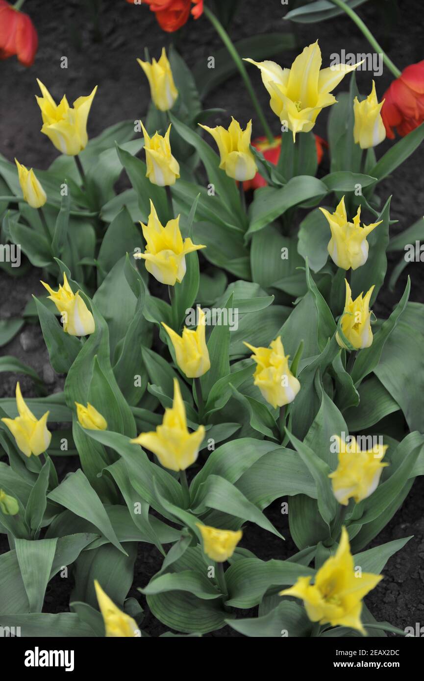 Tulipani a fiore di giglio giallo (Tulipa) Florijn fioritura del giglio in un giardino Nel mese di aprile Foto Stock