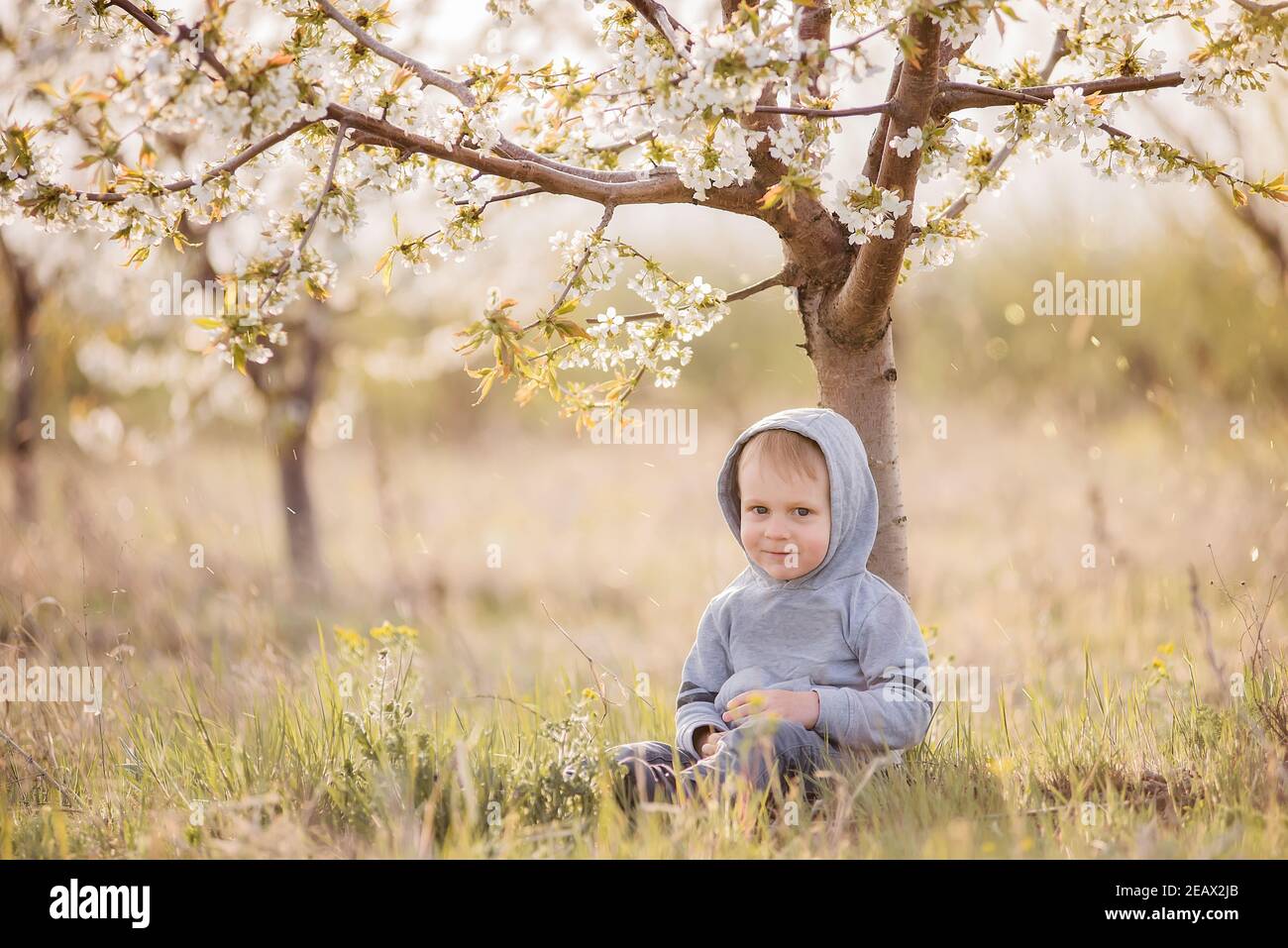 Piccolo ragazzo biondo in felpa grigia con un cappuccio sulla testa si siede in erba verde sotto albero fiorito con fiori bianchi, ride. Weekend di viaggio, picni Foto Stock