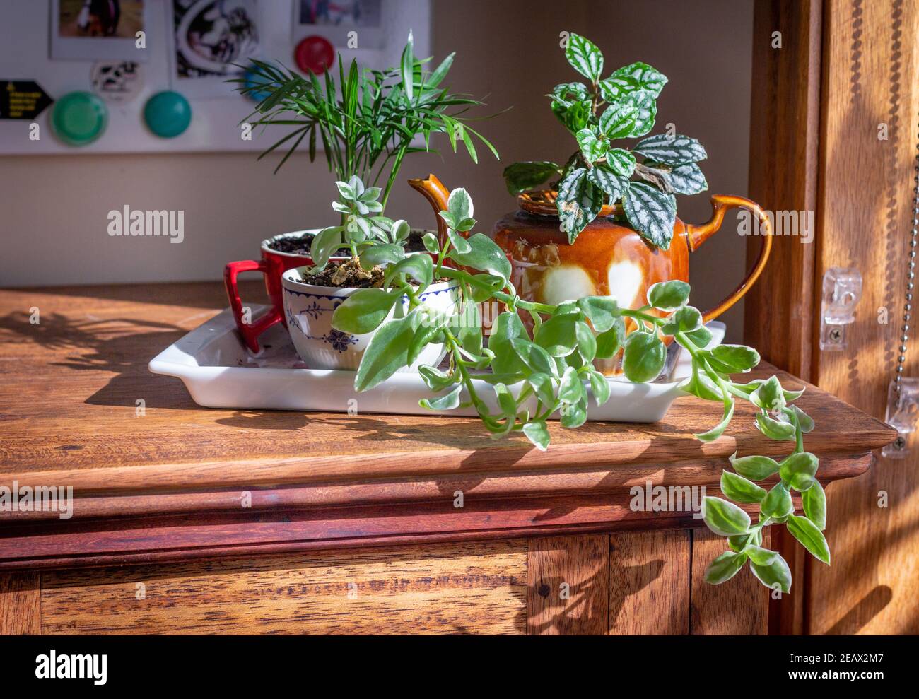 piante di casa coltivate in tazze riciclate, tazza e tisane esposte su un vassoio vicino a una finestra soleggiata, riciclare, riutilizzare, ciclo di vita sostenibile Foto Stock