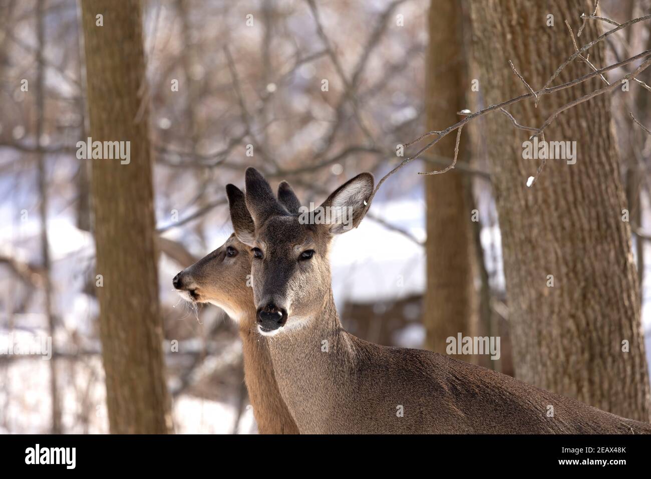 Cervo. Il cervo dalla coda bianca è conosciuto anche come la coda bianca o il cervo della Virginia in inverno sulla neve. Foto Stock