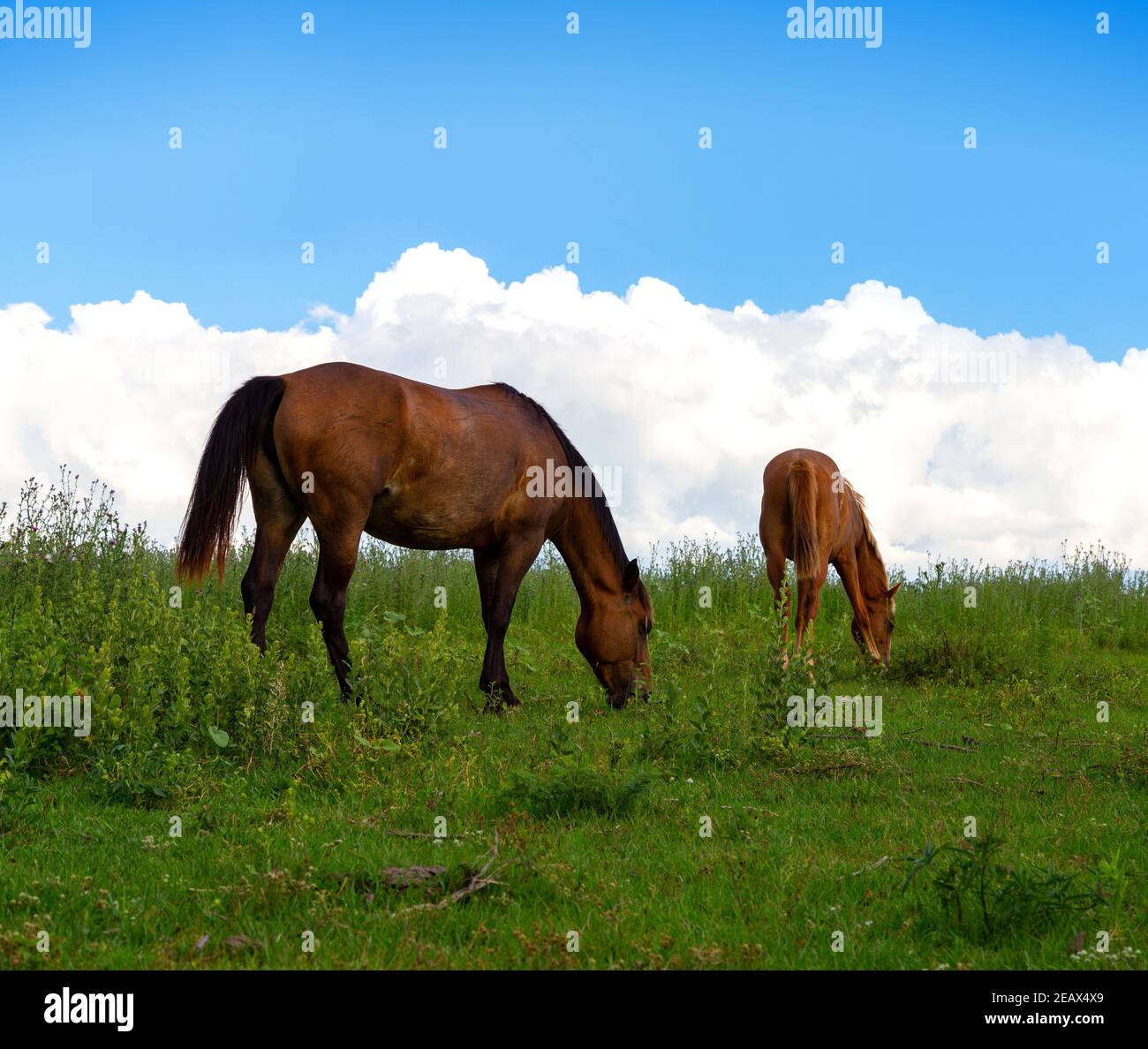 Due cavalli bruni che pascolano nel prato in Pampas argentino. Il cielo con le nuvole sullo sfondo. Foto Stock