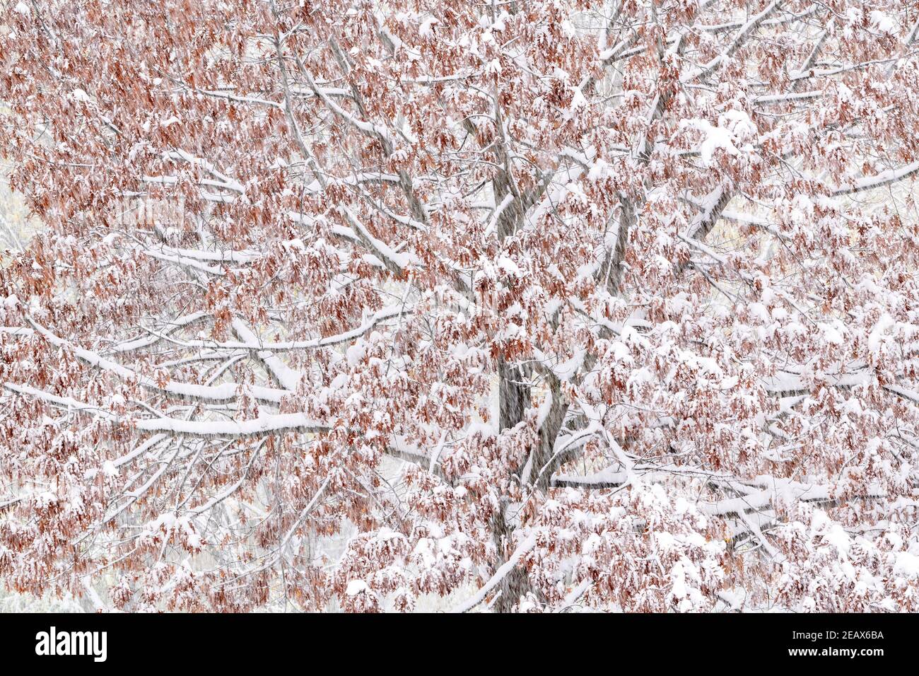 Quercia rossa (Quercus rubra) durante la tempesta di neve di ottobre, MN, USA, di Dominique Braud/Dembinsky Photo Assoc Foto Stock