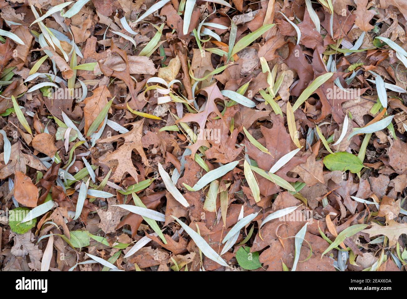 Willow, quercia, olmo, foglie di fibbone sul pavimento della foresta, fine autunno, MN, USA, di Dominique Braud/Dembinsky Photo Assoc Foto Stock