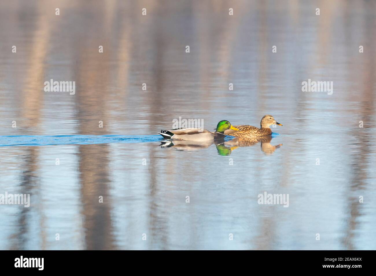 Coppia di anatre di Mallard, (Anas platyrhynchos). Fiume Mississippi, MN, USA, di Dominique Braud/Dembinsky Photo Assoc Foto Stock