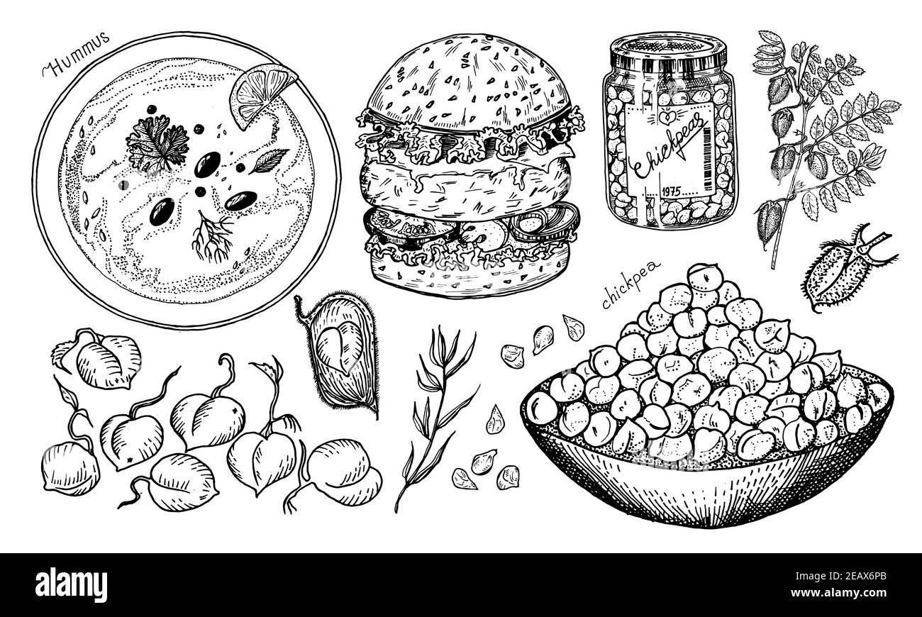 Ciotola di ceci, hamburger con verdure, hummus tradizionale, frutta di fagioli, germogli di piselli, vasetto di vetro e piante. Illustrazione vettoriale vintage Illustrazione Vettoriale