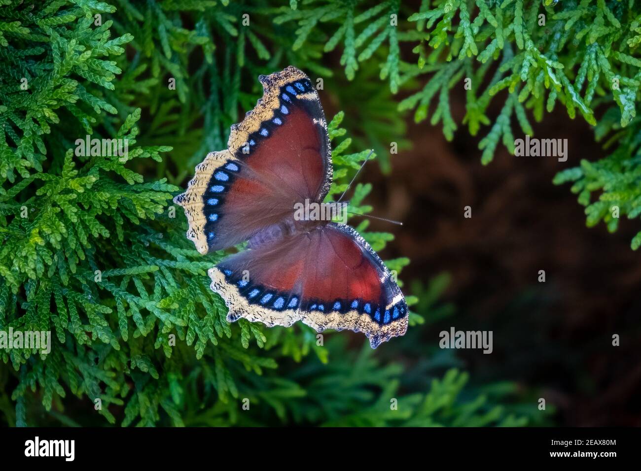 Una farfalla di cloak lutto (Nymphalis antiopa) che poggia su un ramo di Arborvitae. Foto Stock