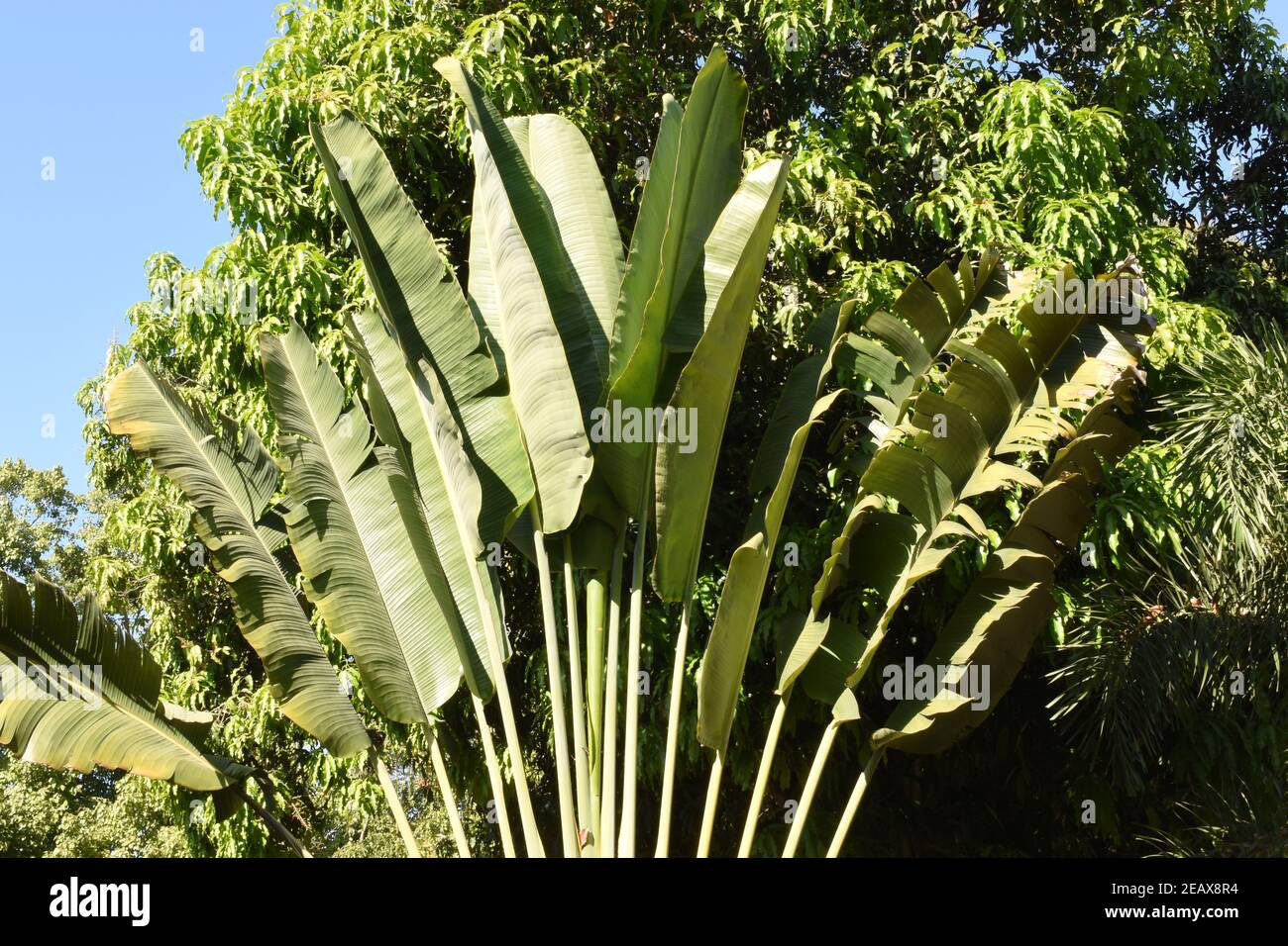 Pianta di Banana gigante, Giardino di Wat Chom Sawan, Phrae, Thailandia nord-occidentale, pianta di Banana alta e vigorosa, che cresce fino a 30 piedi (9 m), foglie verdi grandi Foto Stock