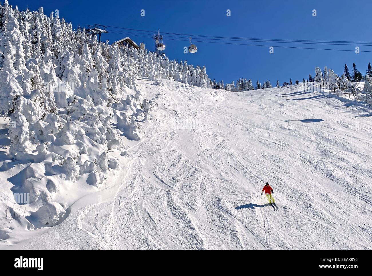 Sciatore sulle piste del Mont Tremblant con gondole aeree sullo sfondo e alberi congelati, Quebec, Canada Foto Stock