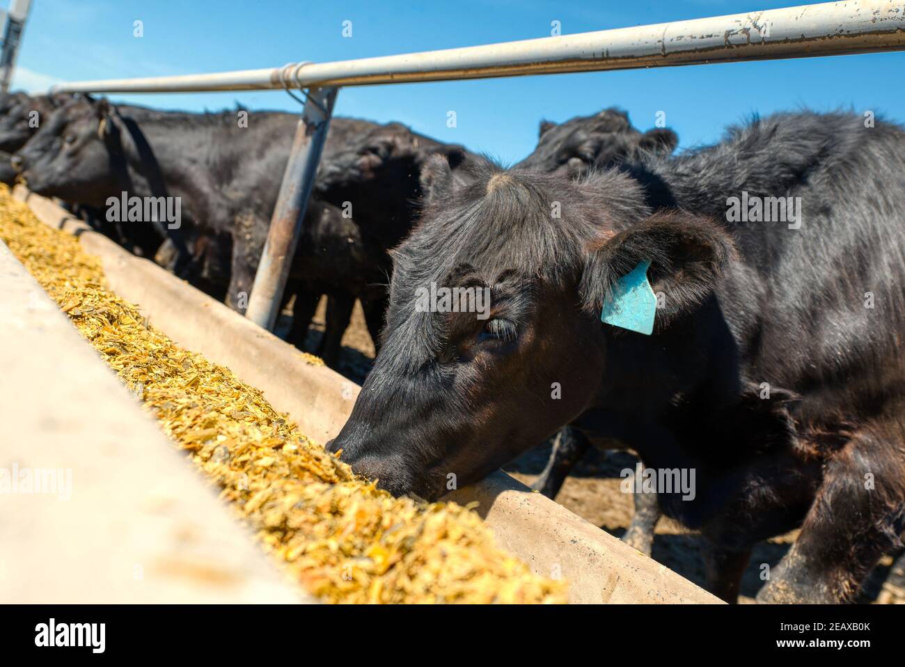 Le mucche nere mangiano dai loro alimentatori. Foto Stock