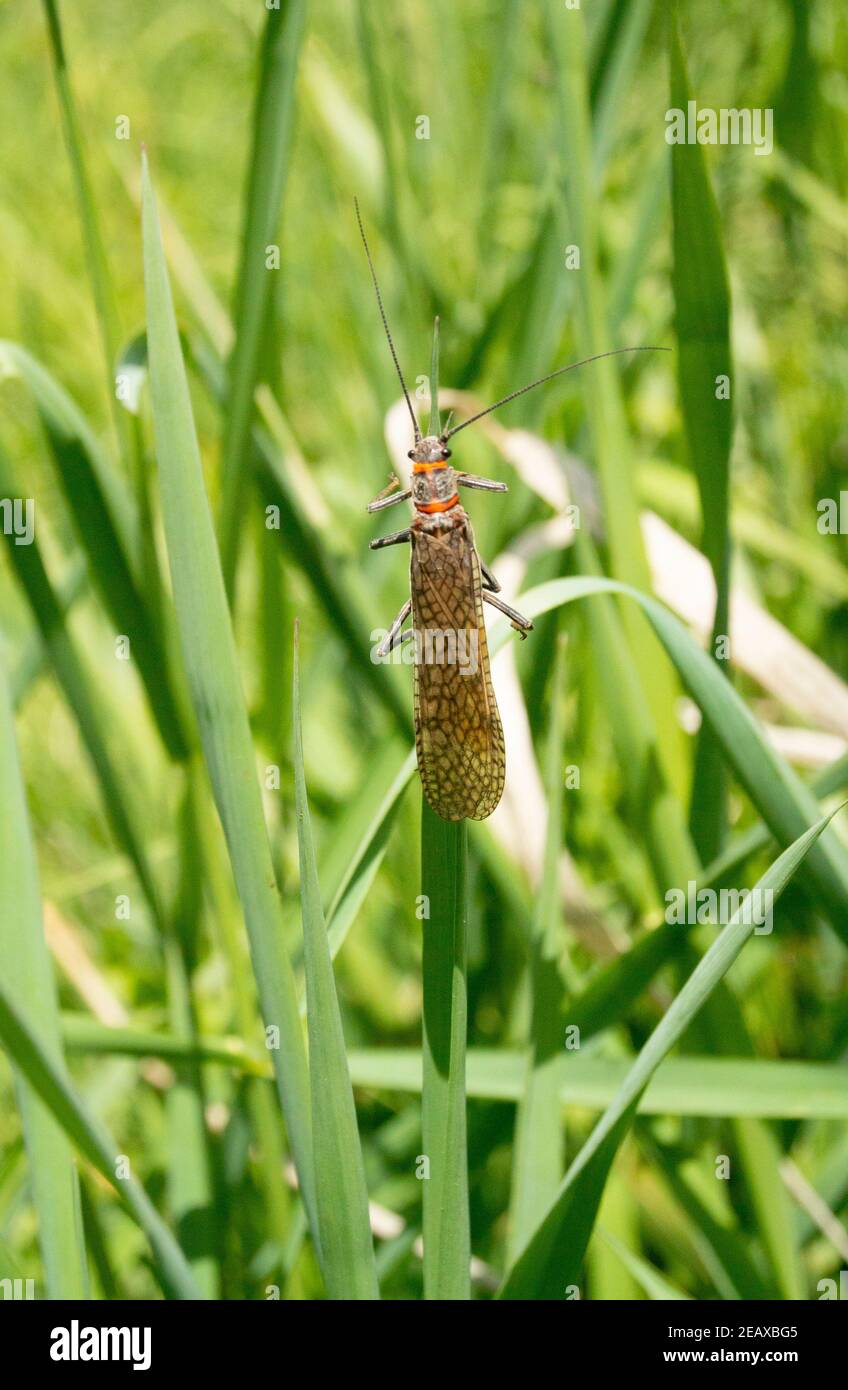 Salmonfly, Pteronarcys californica, a Norton's, su Rock Creek, in Missoula County, Montana Regno: Animalia Phylum: Arthropoda Classe: Insecta Ordine Foto Stock