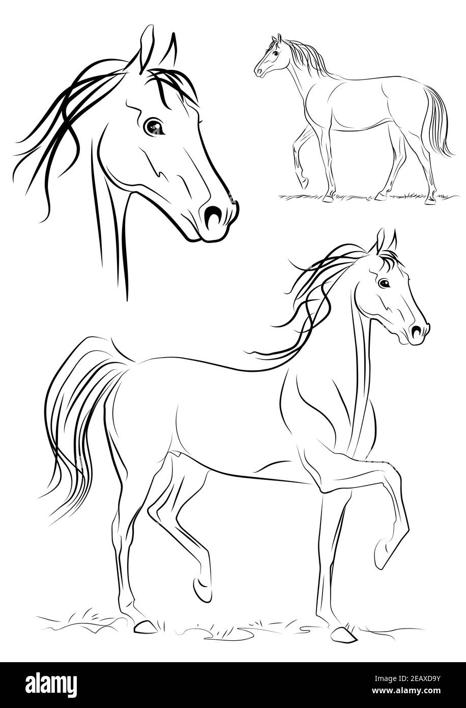 Cavallo da corsa, ritmo lento. Bella testa di cavallo. Schizzo vettoriale in bianco e nero. Illustrazione Vettoriale