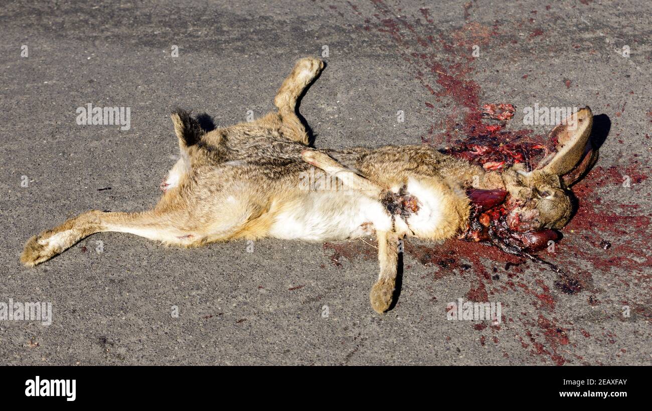 Roadkill nero coda jackrabbit Foto Stock