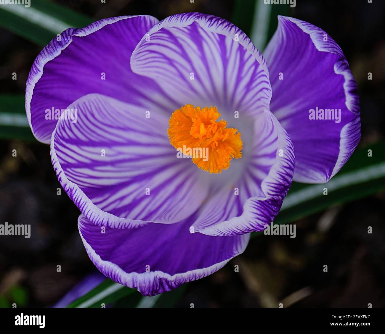 Crocus dall'alto Foto Stock