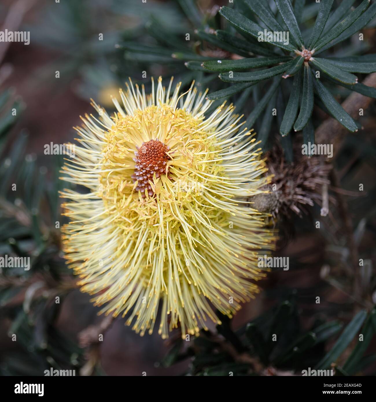 Argento Banksia Foto Stock