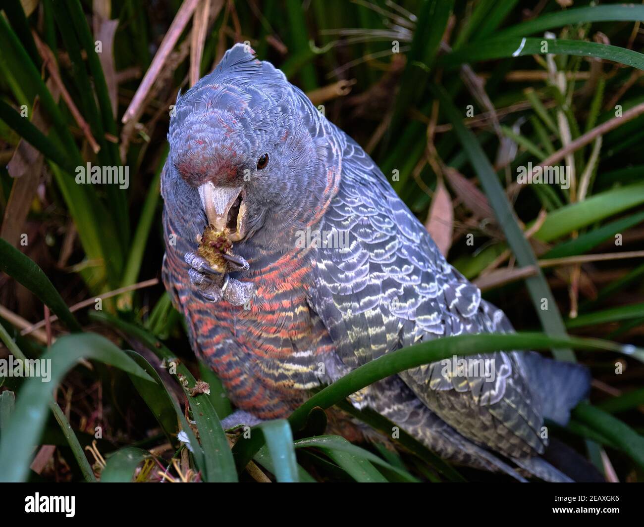 Ora di cena Foto Stock