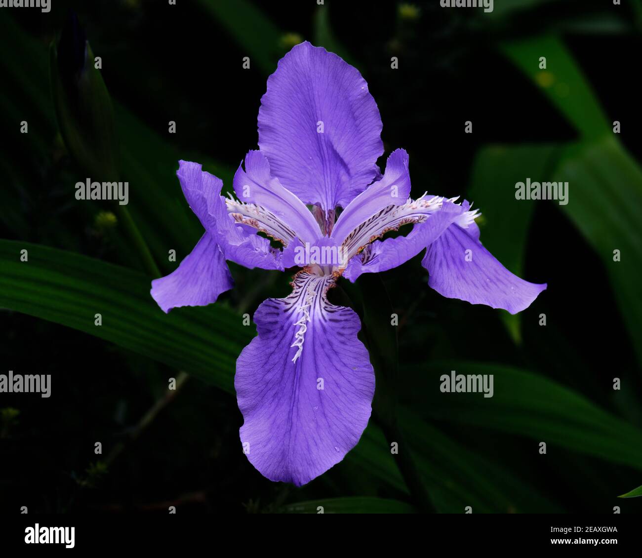 Iris siberiano Foto Stock