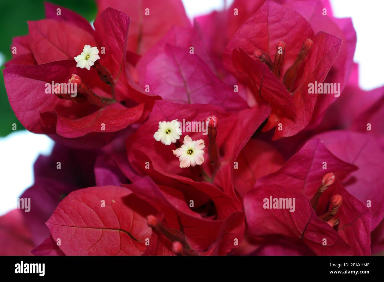 Primo piano di Bougainvillea Fiori. L'inflorescenza è costituita da grandi bratte rosse luminose che circondano tre semplici fiori cerosi. Foto Stock