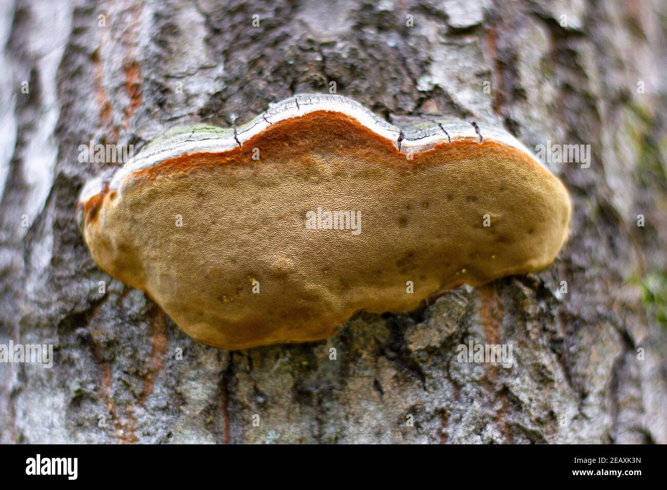 marrone poroso chaga di funghi di betulla inonotus obliquus su un albero nella foresta in una soleggiata giornata estiva Foto Stock