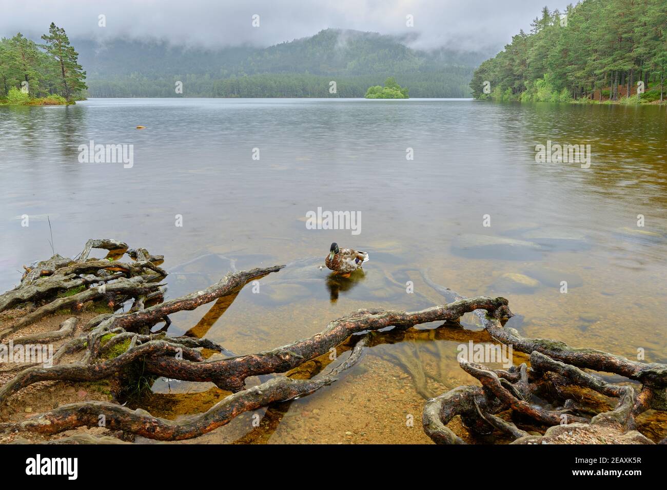 Sul Loch An Eilein, UN anatra Foto Stock