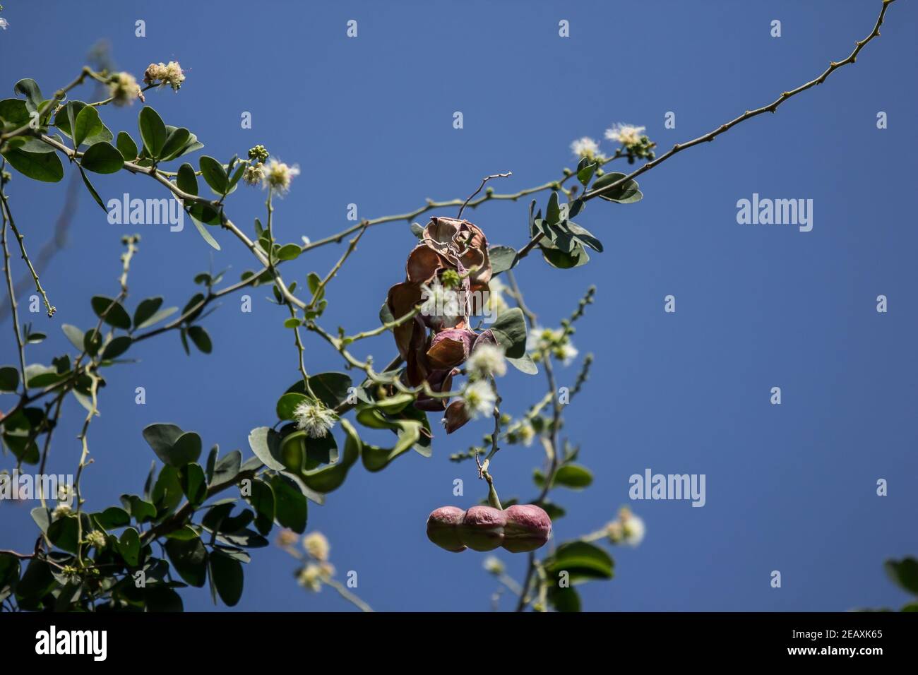 Manila tamarind frutta su albero, frutta tropicale. Foto Stock