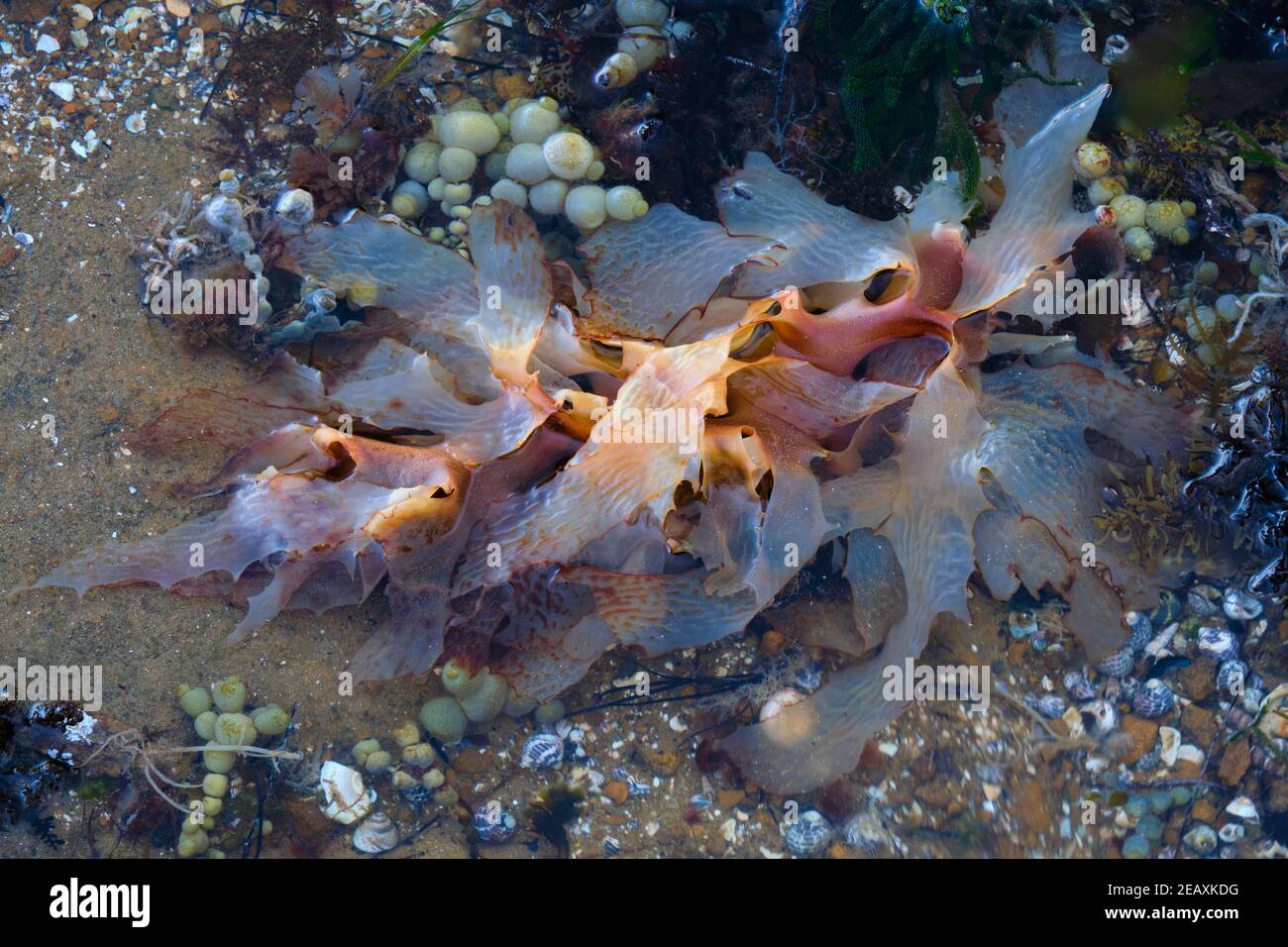 Bellezza a Seaweed Foto Stock