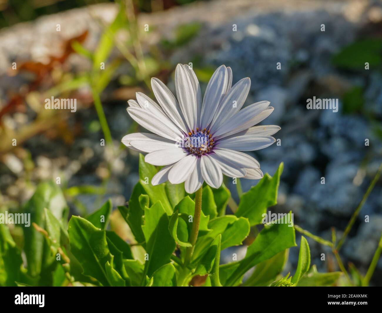 Fiore Blue-Eyed Daisy vista ravvicinata con luce solare all'aperto Foto Stock