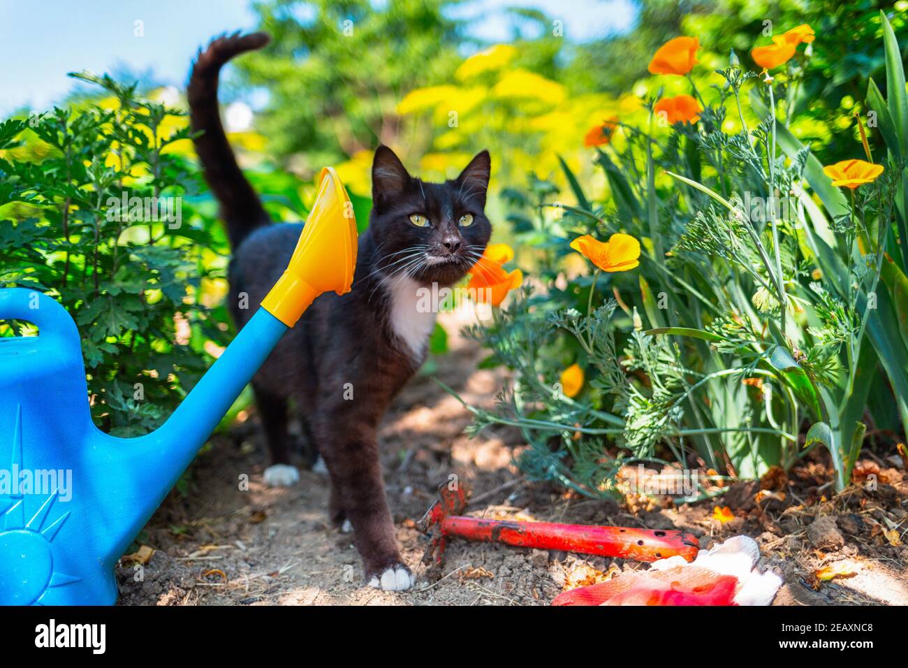 Cat cammina in giardino. Accanto al gatto ci sono una lattina di irrigazione, una zappa e guanti. Il concetto di giardinaggio e giardinaggio domestici. Foto Stock