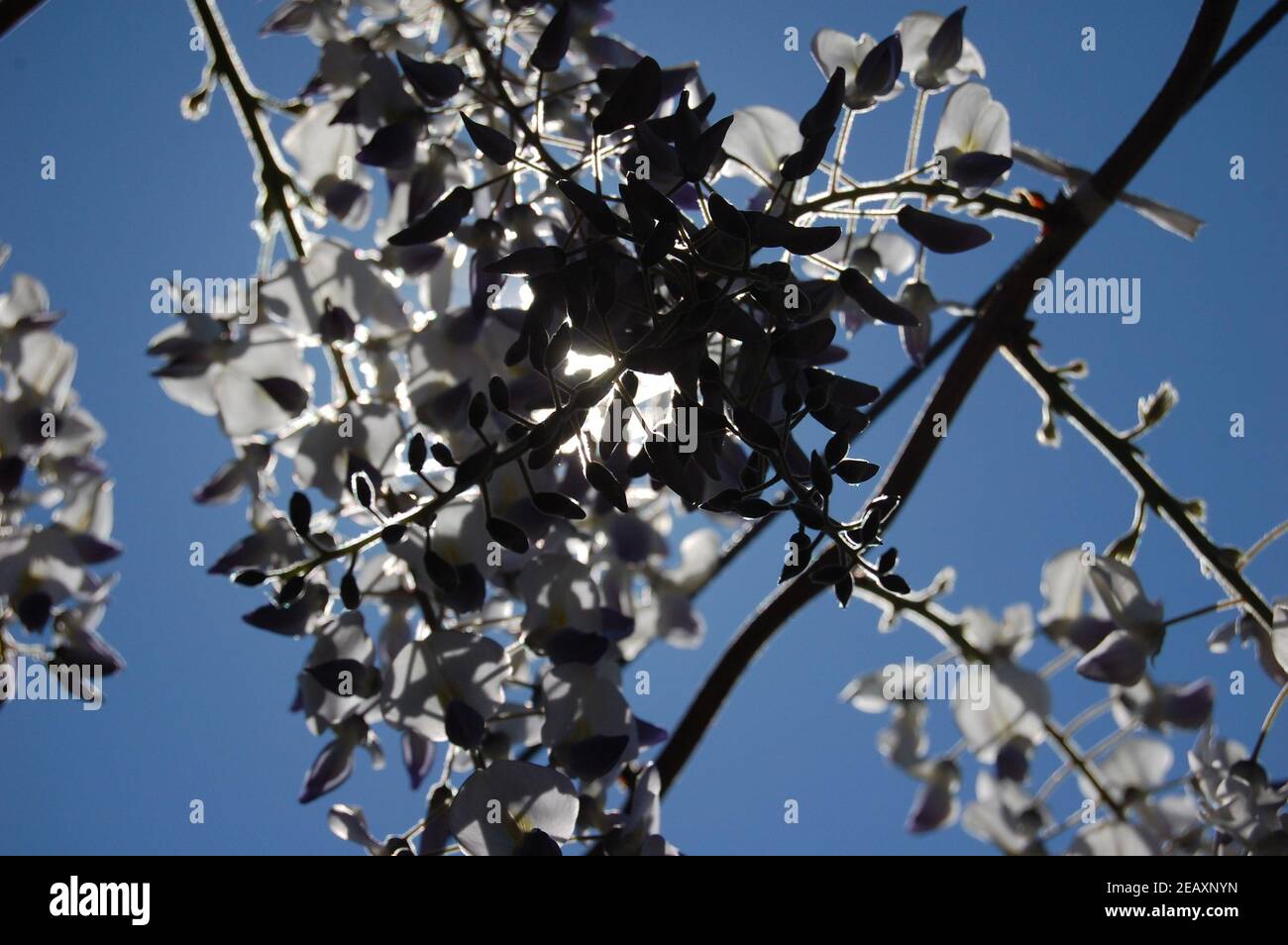 fiori di glicine su pianta vicino dal basso in su retroilluminazione con sfumature di viola e viola Foto Stock