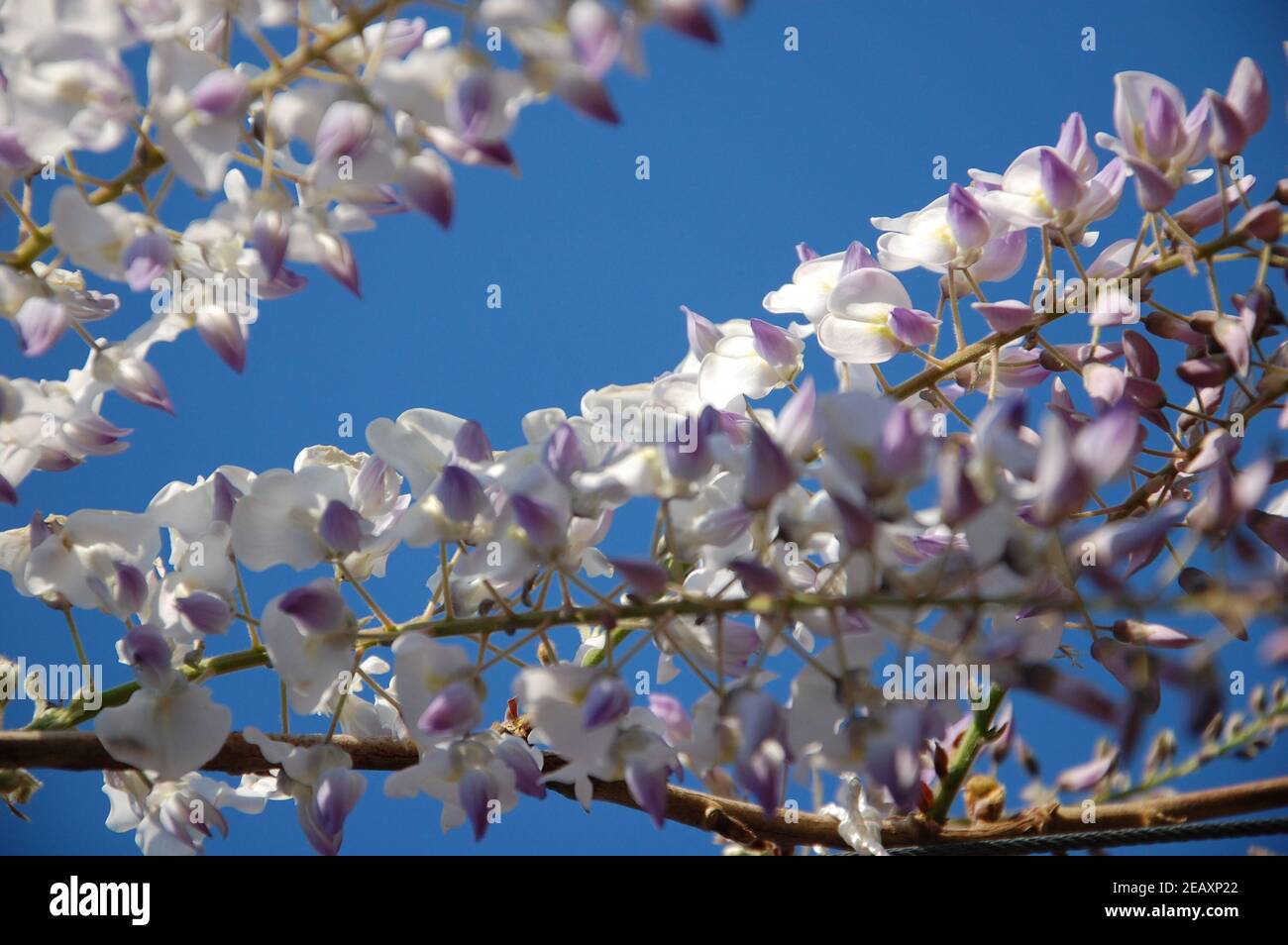 wisteria viola colori fiori sulla pianta vista dal basso verso l'alto con cielo blu chiaro e spazio per la scrittura del testo Foto Stock