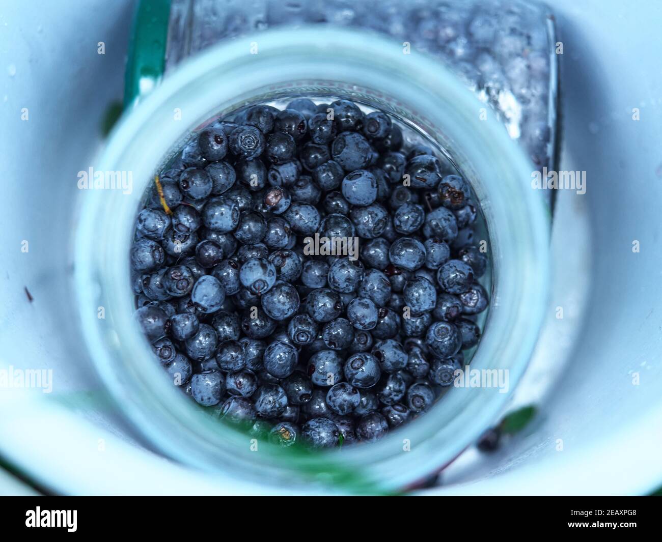 Raccolta di bacche di mirtillo mature bicchiere di vetro. Foto Stock