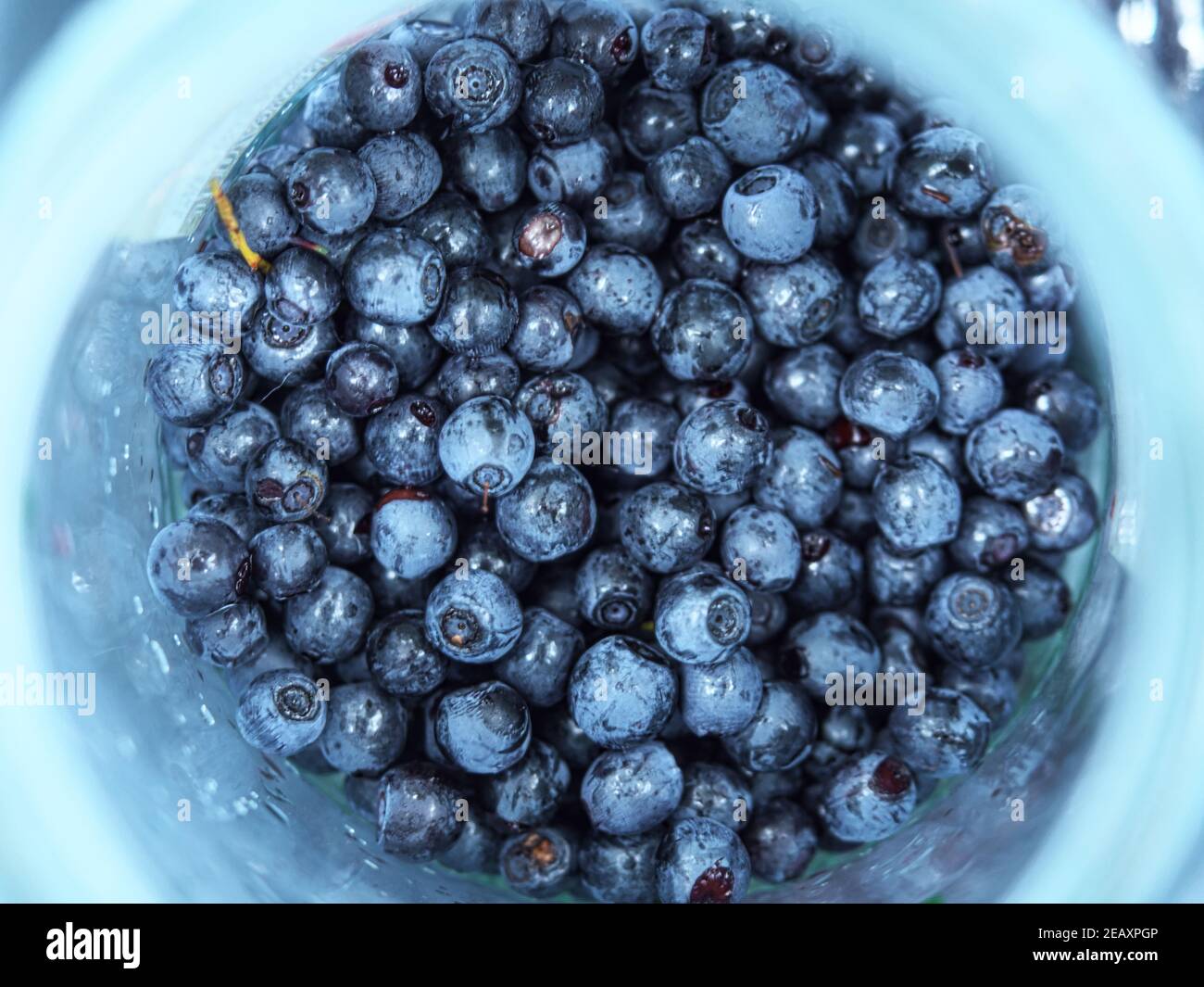 Raccolta di bacche di mirtillo mature bicchiere di vetro. Foto Stock