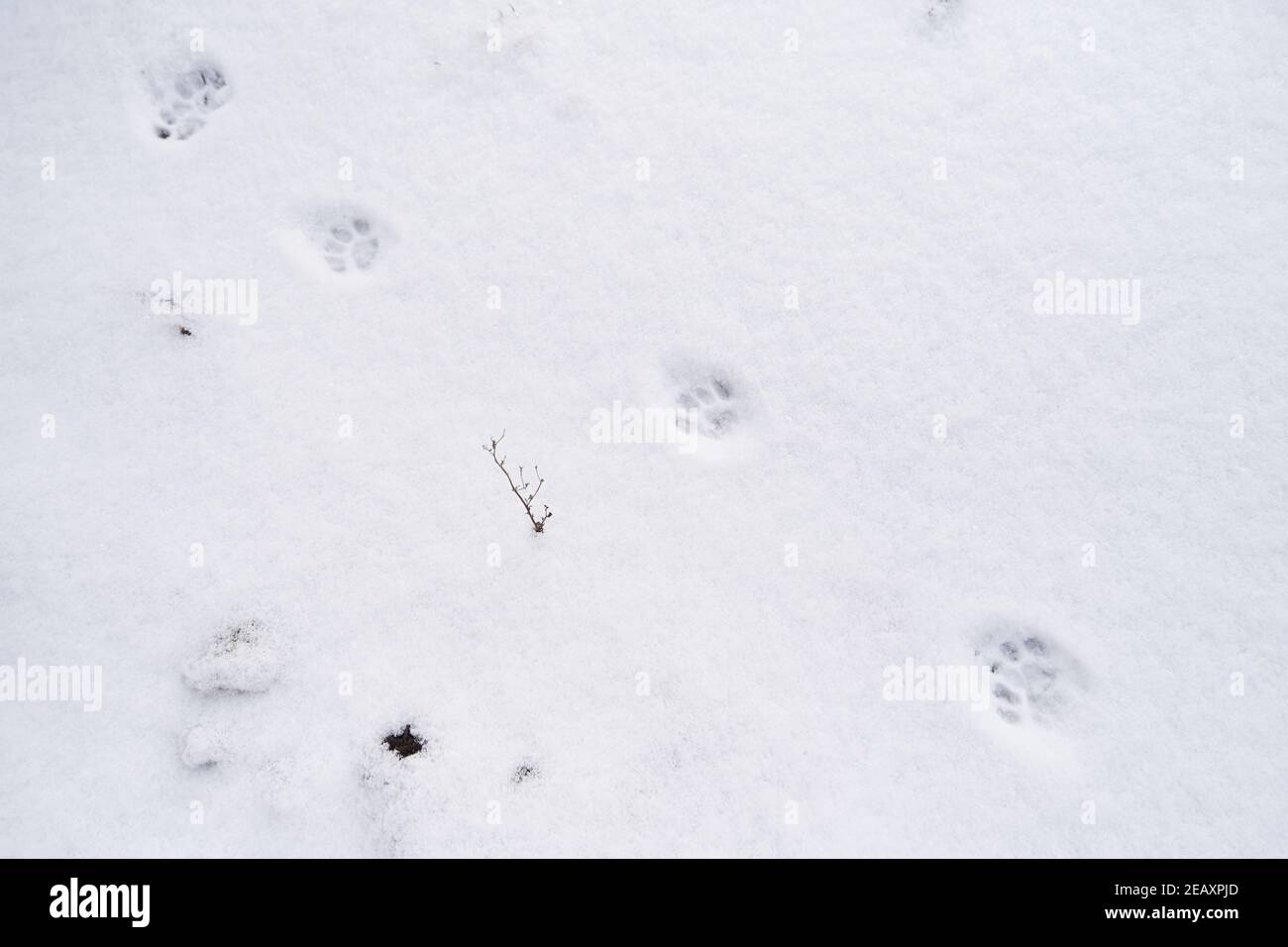 Impronta di un gatto domestico nella neve Foto Stock