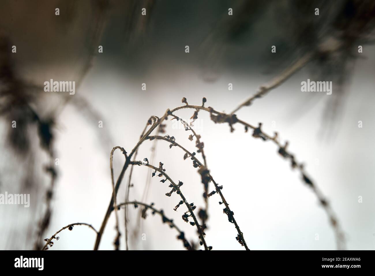 Foto astratta con sfondo sfocato di un ramo sottile asciutto con piccoli germogli di fiori secchi in inverno Foto Stock