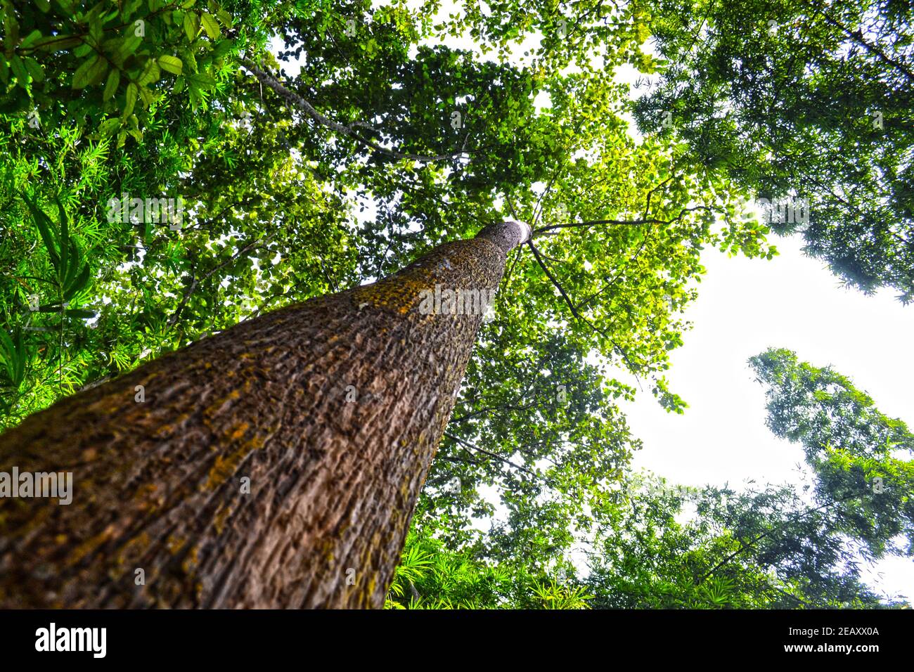 Verde foresta Foto Stock