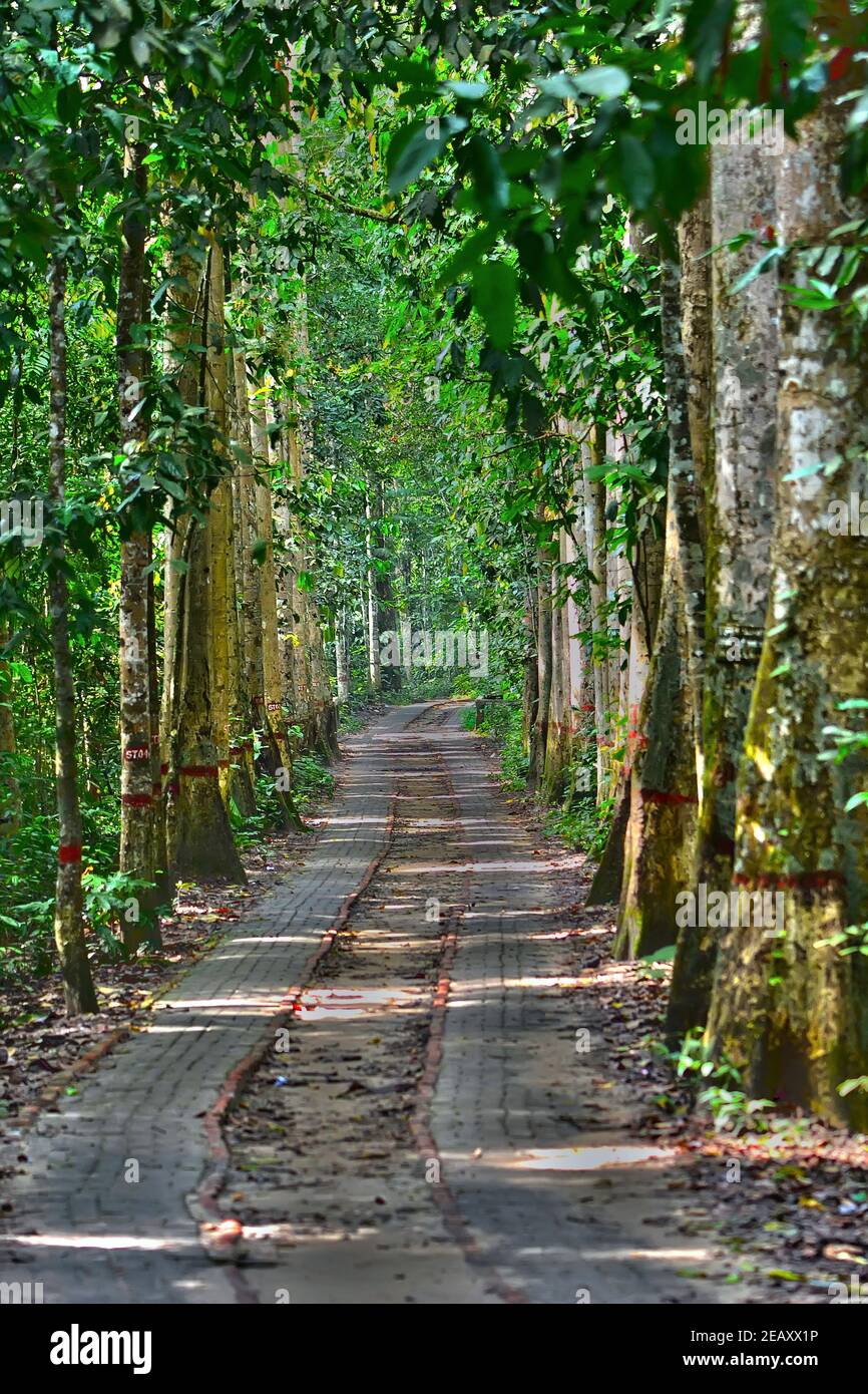 Verde foresta Foto Stock
