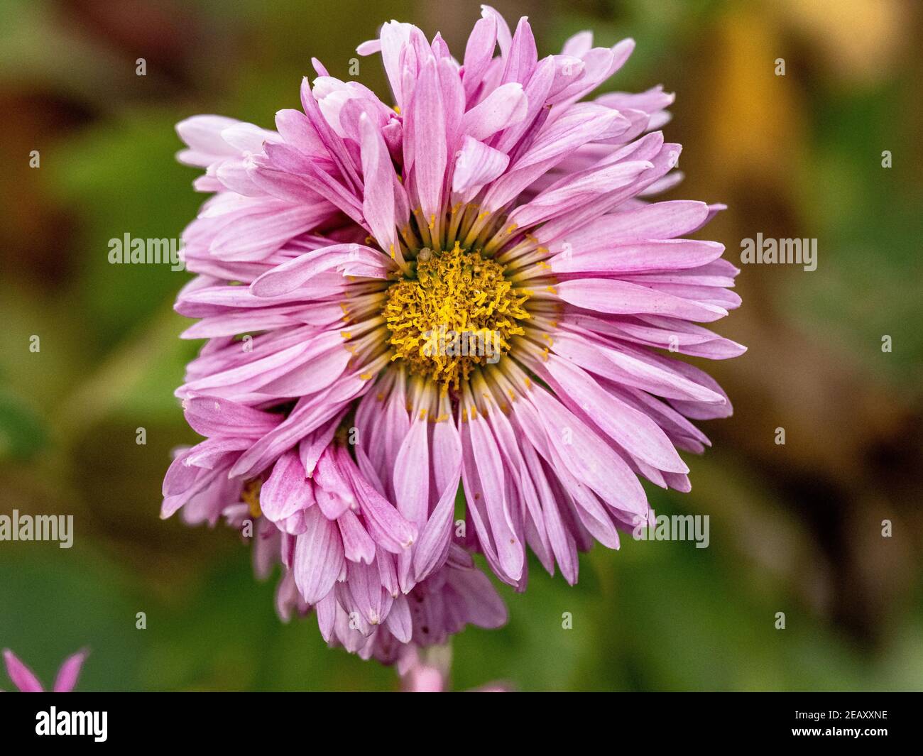 Primo piano su una margherita rosa a fine autunno con sfondo verde. Foto Stock