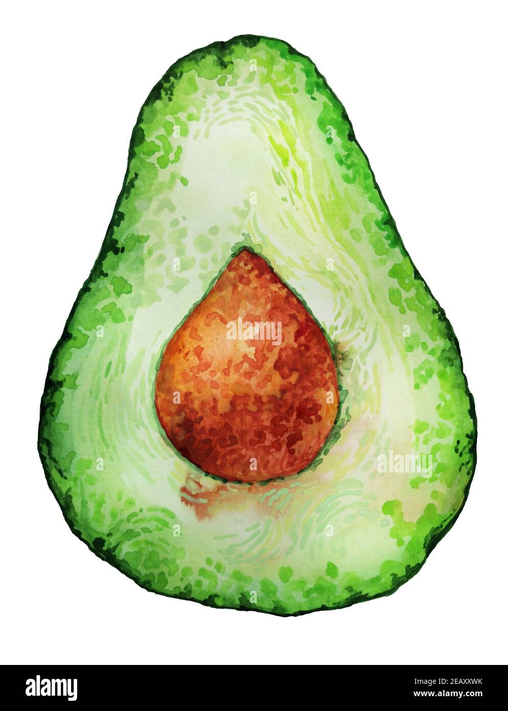 Avocado frutto disegnato a mano colore vegano. Isolato su sfondo dipinto bianco. Wet pennello wash illustrazione concetto di cibo sano Foto Stock