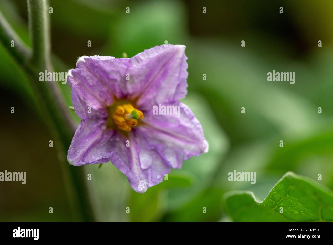 Closeup di fiori di piante d'uovo (Solanum melongena) da cortile fattoria Foto Stock