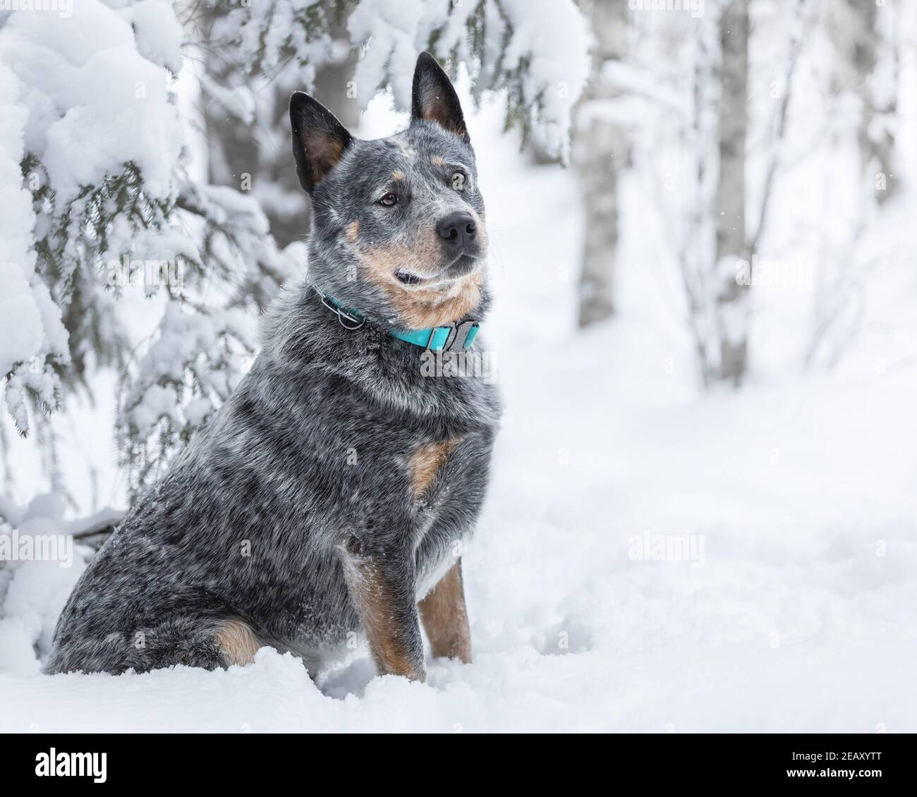 Ritratto del giovane cane australiano o del guaritore blu seduto sulla neve in inverno foresta Foto Stock