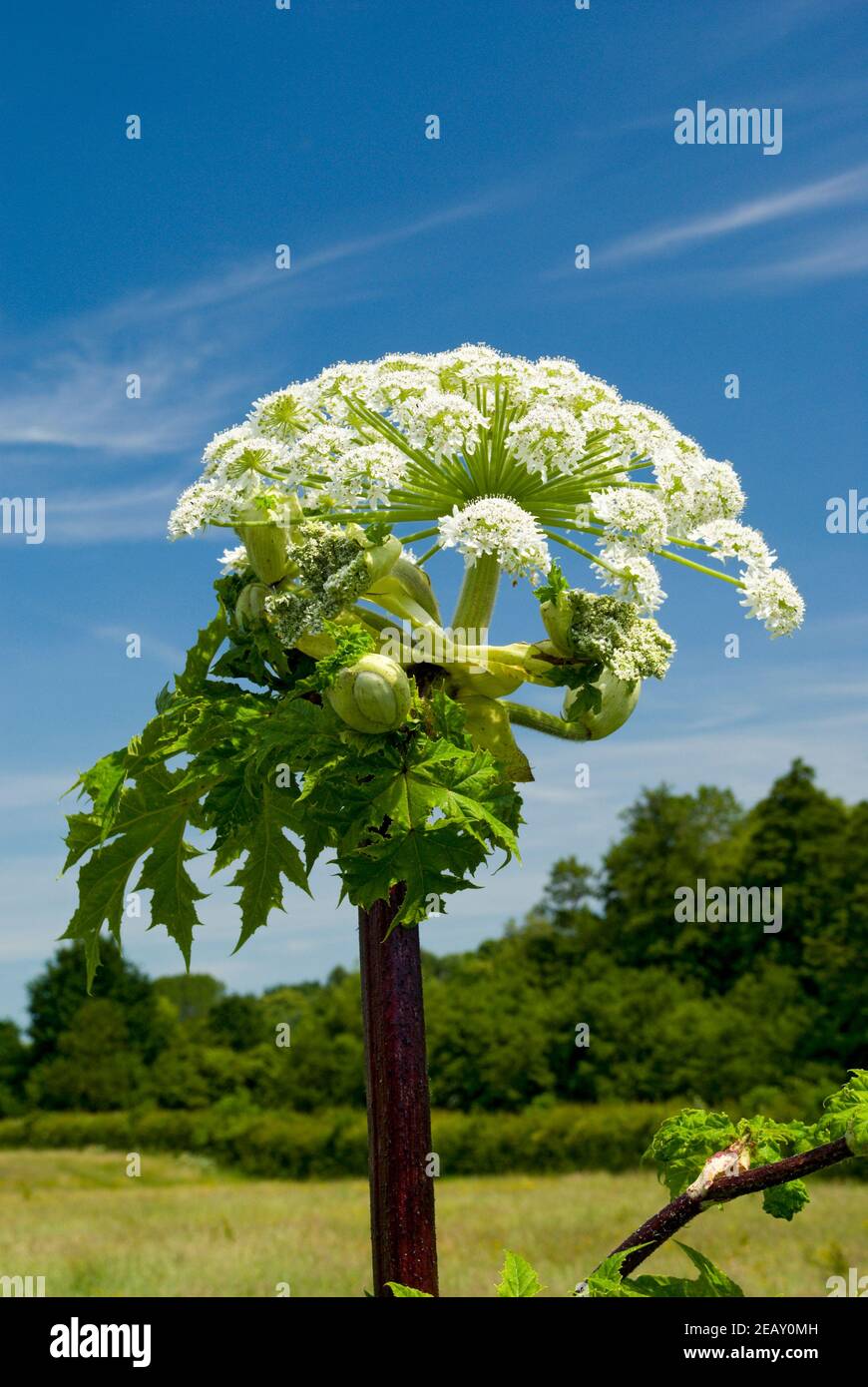 Hogweed gigante (Heracleum mantegazzianum) Valle di Usk, Clytha Estate, Monboccuthshire, Galles del Sud. Foto Stock