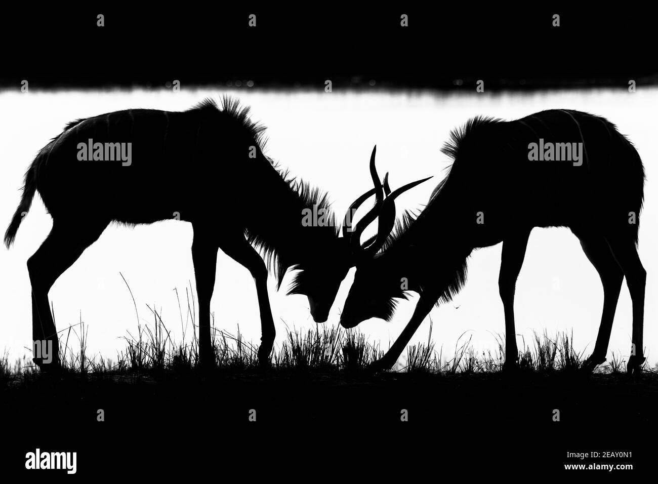 Kudu maggiore (Tragelaphus strepsiceros) giovani maschi sparring, Chobe National Park, Botswana Foto Stock