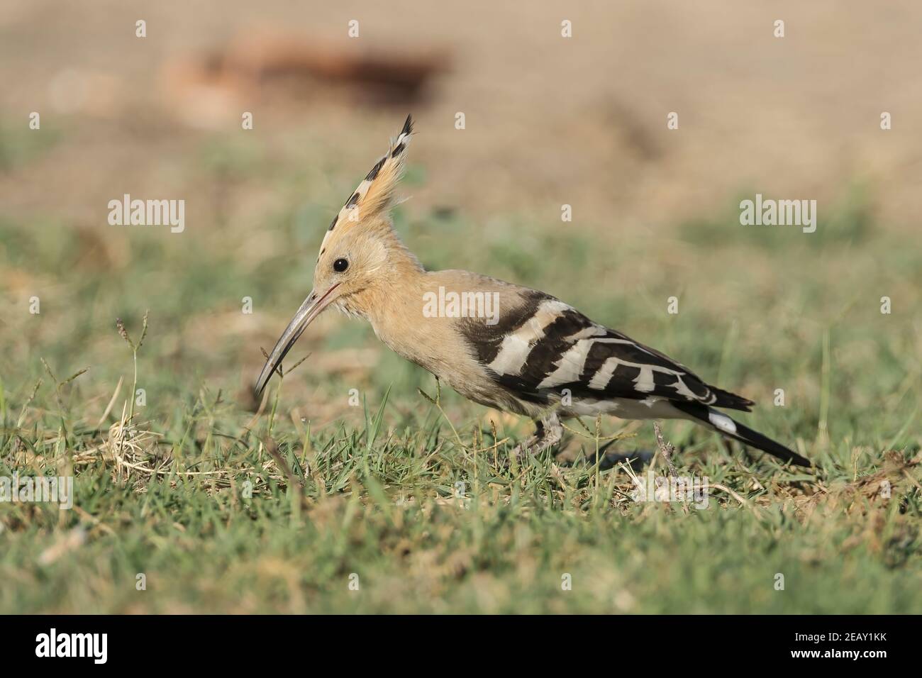 Hoopoe eurasiatico, Upupa epps, singolo adulto che alimenta a terra, Spagna Foto Stock