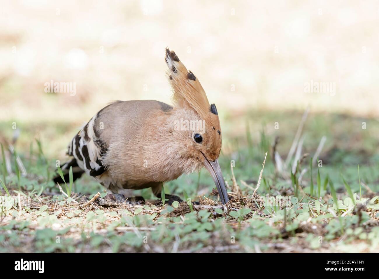 Hoopoe eurasiatico, Upupa epps, singolo adulto che alimenta a terra, Spagna Foto Stock