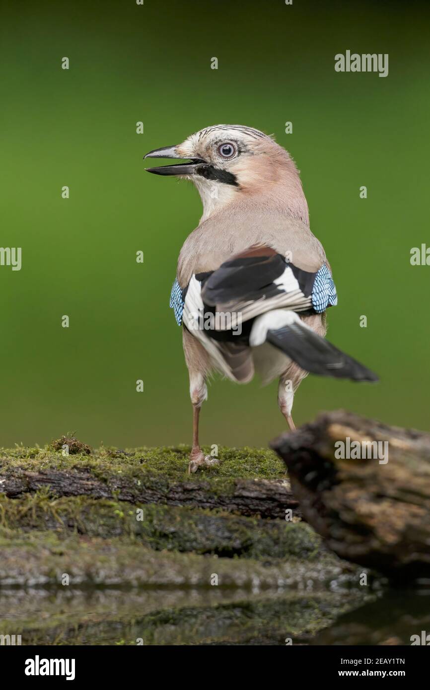 Fieno eurasiatico, Garrulus glandarius, singolo adulto in piedi su terreno vicino a piscina boschiva, Debrecen, Ungheria Foto Stock