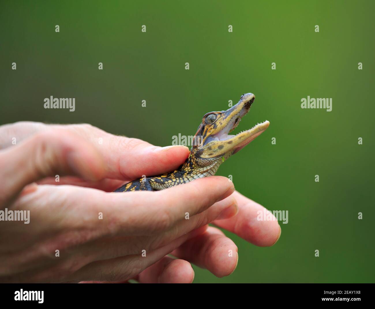 Baby alligator Alligator mississippiensis, circa sei mesi di età. Foto Stock